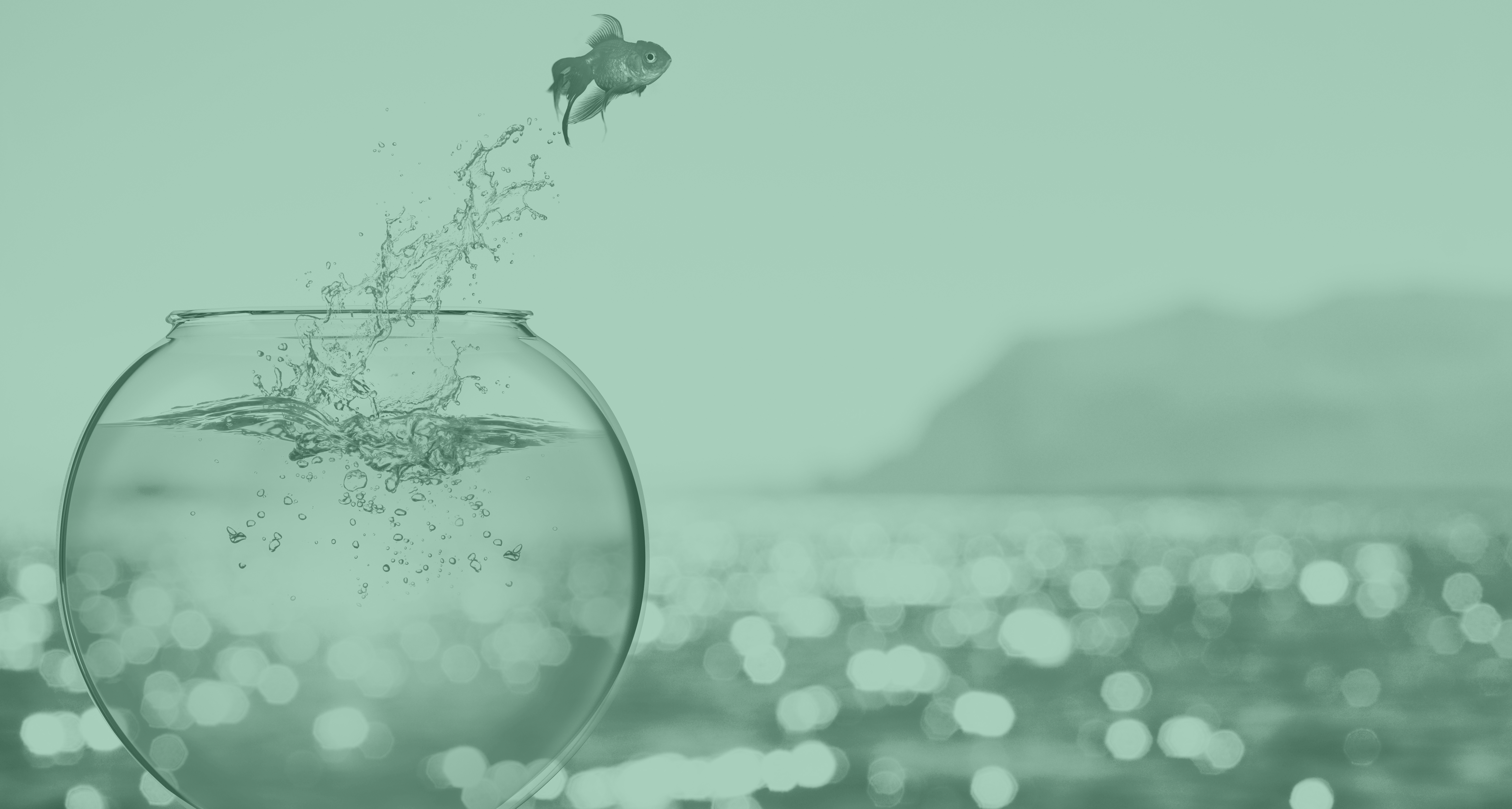 fish jumping out of bowl to freedom in ocean